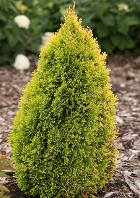 Why Filips Magic Moment Arborvitae is a Must-Have for Gardeners